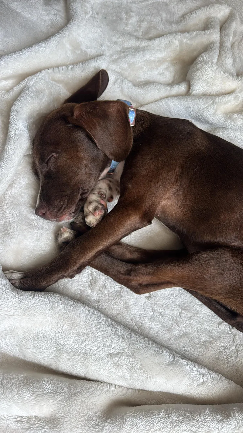 A baby medium-sized male Chocolate Labrador Retriever dog named Rosemarylab for adoption in Tampa, FL