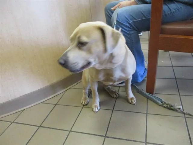 An adult medium-sized female Pit Bull Terrier dog named Ruby for adoption in Ocala, FL