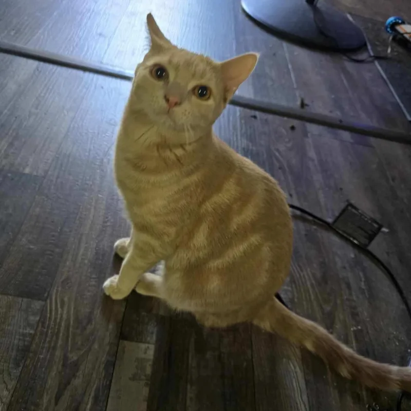 A young medium-sized male Orange & White Tabby cat named Ollie for adoption in Springfield, OR