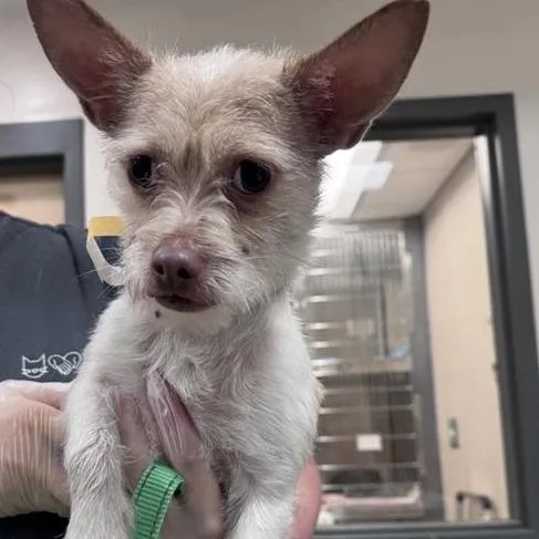 A young small-sized male Yellow / Tan / Blond / Fawn Mixed Breed dog named Taffy for adoption in Jacksonville, FL