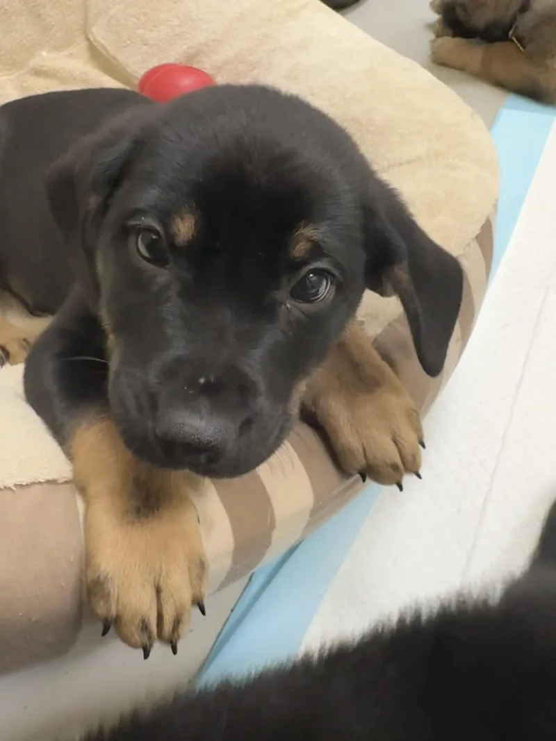 A baby medium-sized male Dutch Shepherd dog named Baker for adoption in Cincinnati, OH