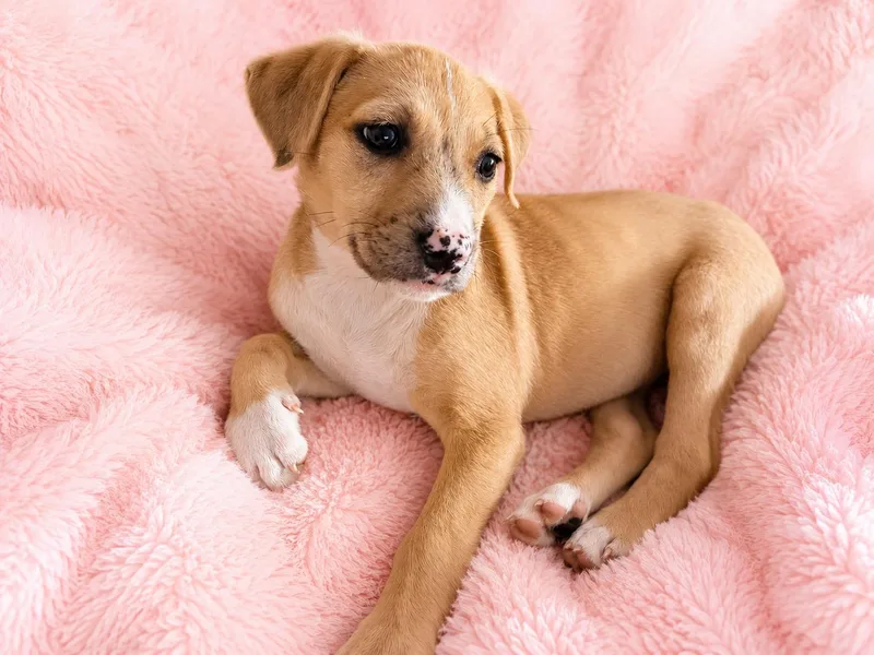 A baby medium-sized female Yellow / Tan / Blond / Fawn Labrador Retriever dog named Dottie for adoption in Houston, TX