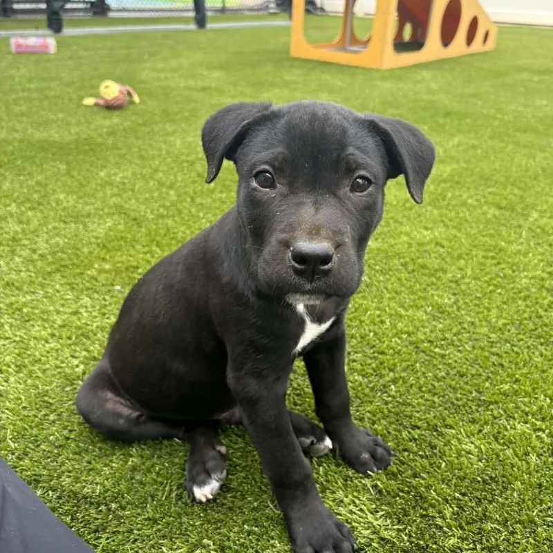 A baby medium-sized male Black Terrier dog named Rue for adoption in Memphis, TN