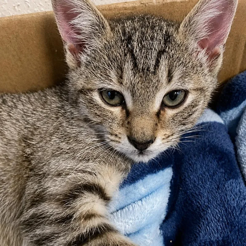 A baby small-sized female Brown / Chocolate Domestic Short Hair cat named Gumbo for adoption in Houston, TX