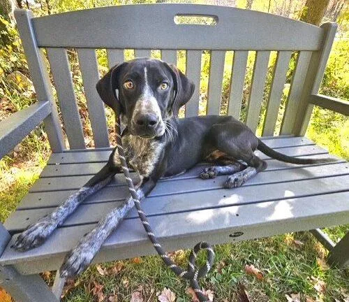 A baby small-sized male Black Hound dog named Otto Dixon for adoption in Rockaway, NJ