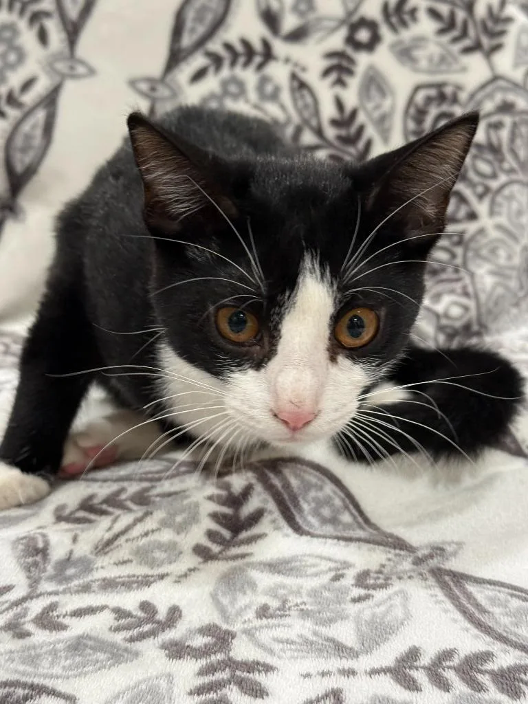 A baby medium-sized female Domestic Short Hair cat named Oaklee for adoption in Vacaville, CA