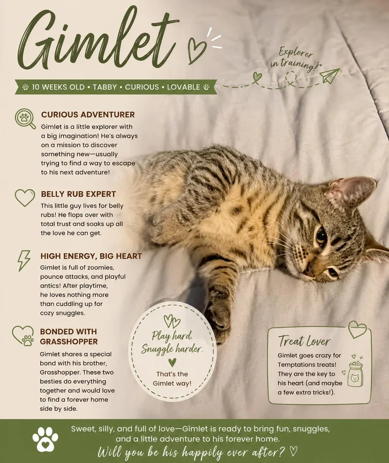A baby small-sized male Domestic Short Hair cat named Gimlet for adoption in chino, CA
