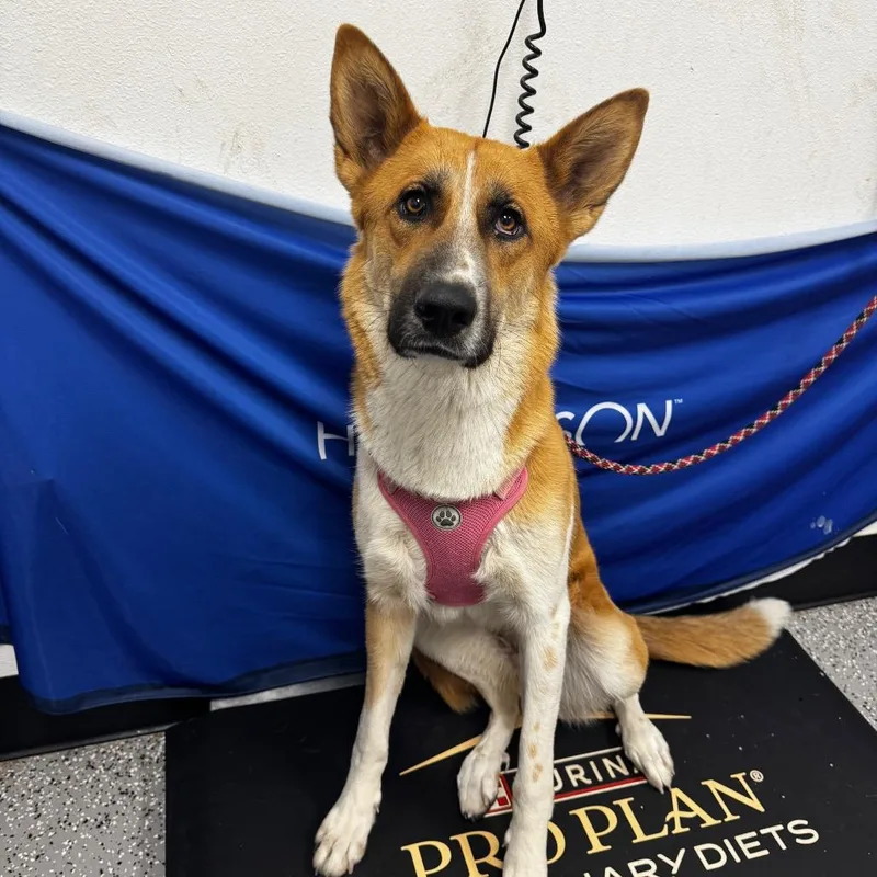 A young medium-sized female Yellow / Tan / Blond / Fawn German Shepherd Dog dog named Truffle for adoption in Henderson, NV