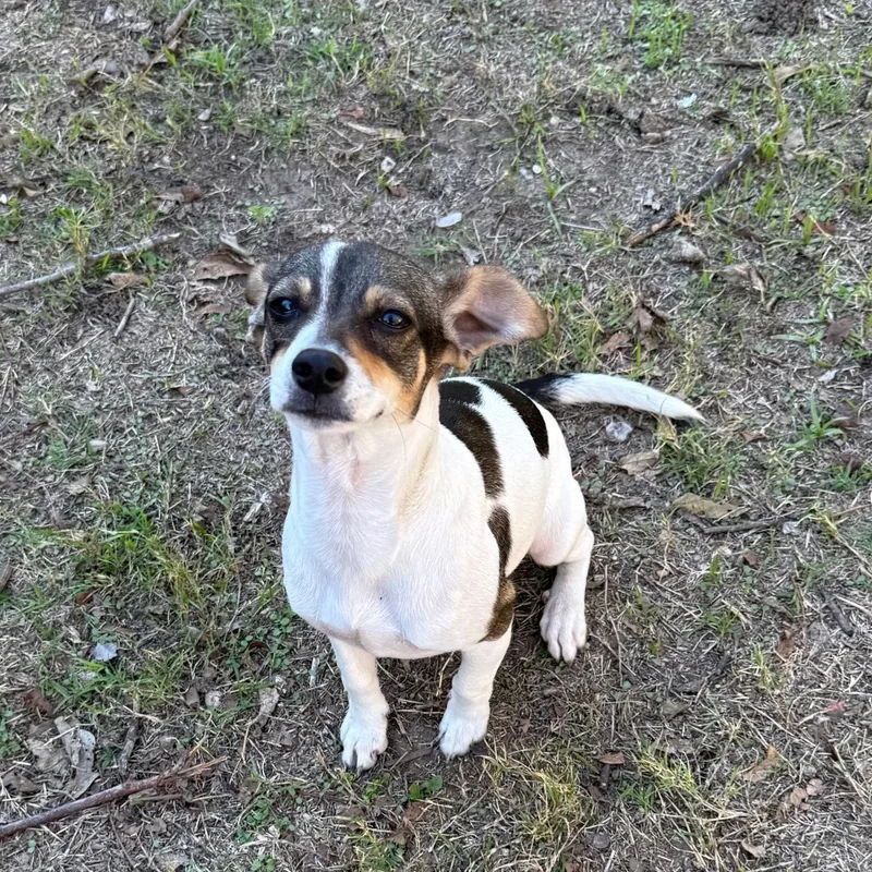 An adult small-sized female Chihuahua dog named Eunice for adoption in Bastrop, TX