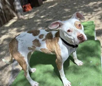 An adult medium-sized female Pit Bull Terrier dog named Dubliner for adoption in Washington, DC