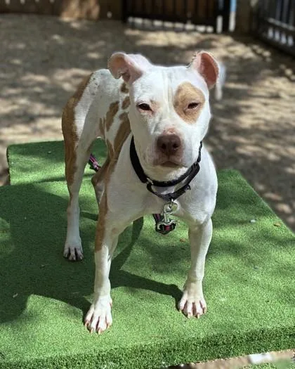 Dubliner thumbnail 2