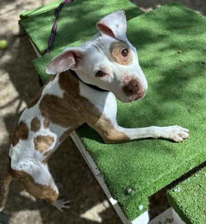 Dubliner thumbnail 3