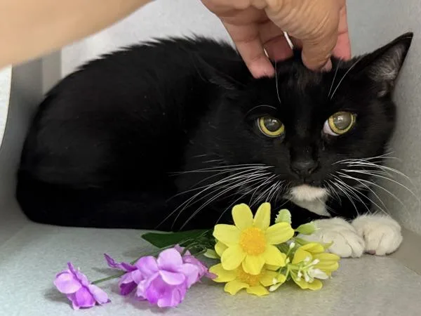 An adult medium-sized female Domestic Short Hair cat named Ms.Pumpkin for adoption in New York, NY