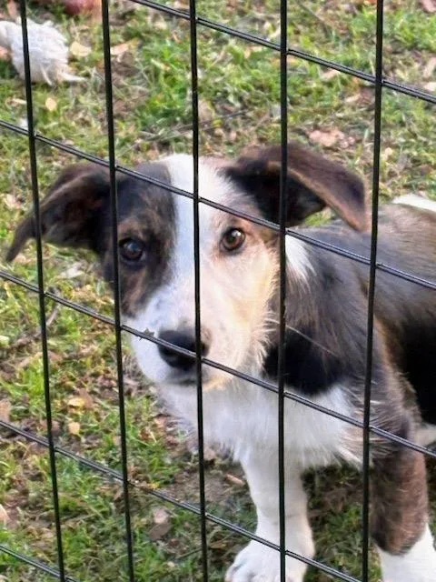 A baby medium-sized male Tricolor (Brown, Black, & White) Corgi dog named Romeo for adoption in Scottsburg, IN