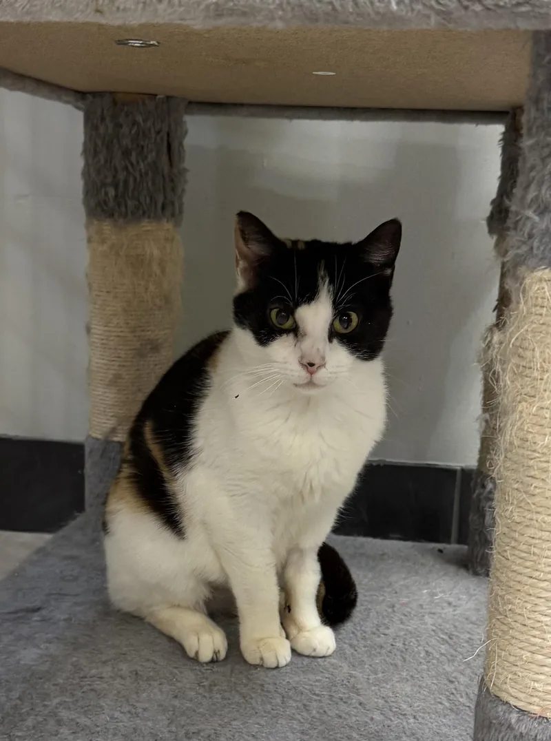 A young medium-sized female Calico cat named Kelly for adoption in Plymouth, MA