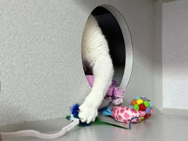A senior medium-sized female Domestic Short Hair cat named Lucee for adoption in New York, NY