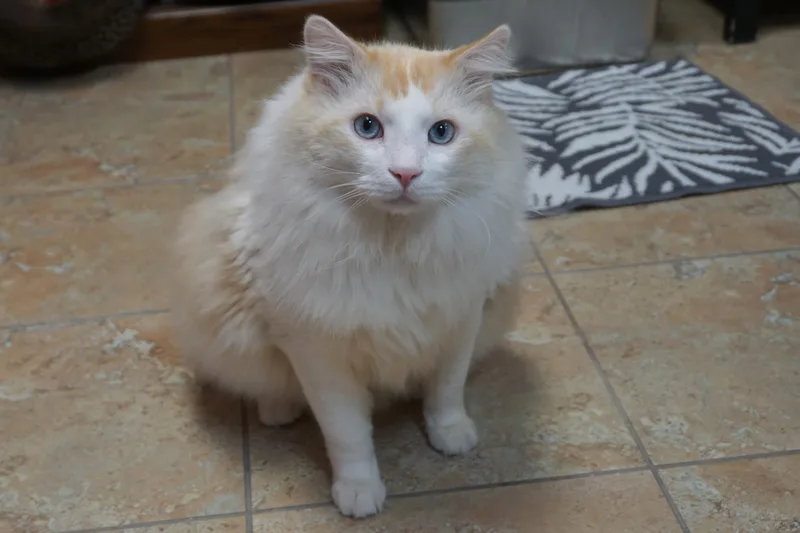 An adult extra large-sized male Domestic Long Hair cat named Fluffs for adoption in Fountain Hills, AZ