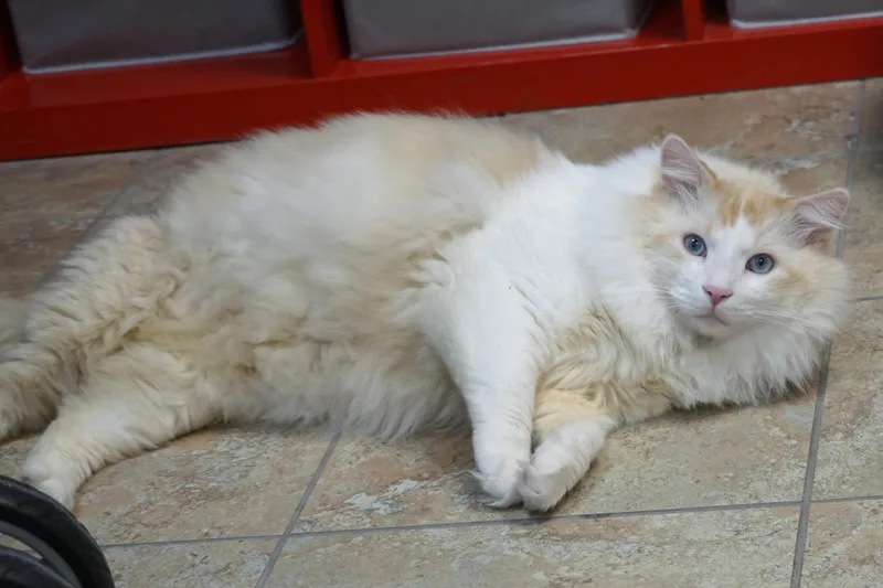 Fluffs thumbnail 2