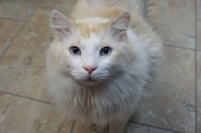 Fluffs thumbnail 3