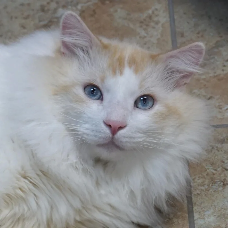 Fluffs thumbnail 4