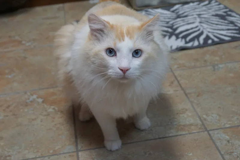 Fluffs thumbnail 5