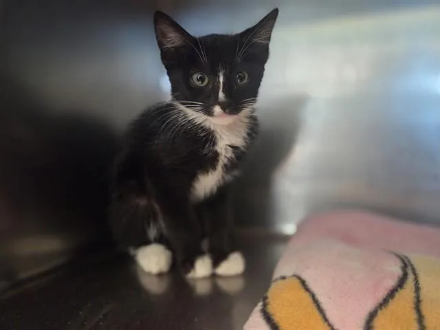 A baby small-sized female Domestic Short Hair cat named Solstice for adoption in Antioch, CA