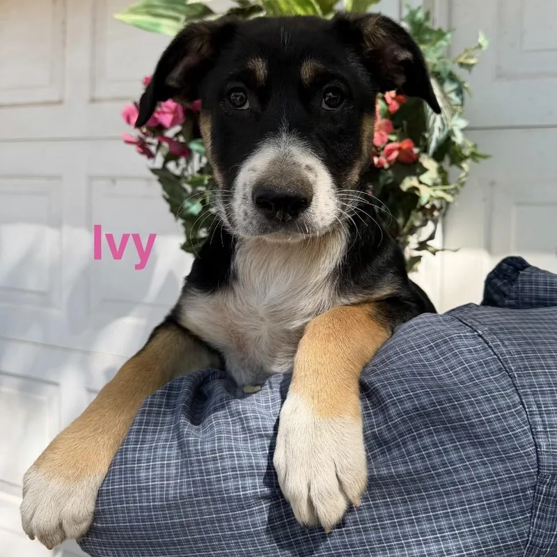 A baby medium-sized female Black Shepherd dog named Ivy for adoption in Wadena, MN