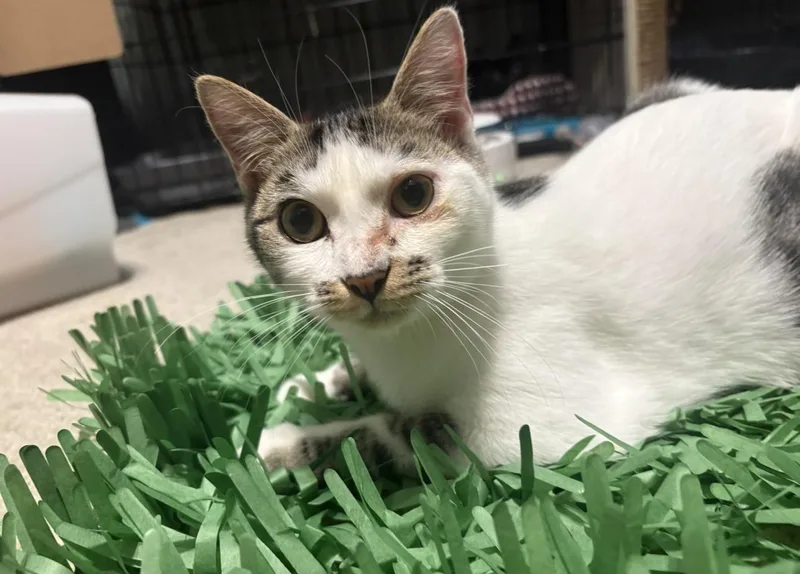 A baby small-sized male White Domestic Short Hair cat named Baby Bell for adoption in Hope Mills, NC