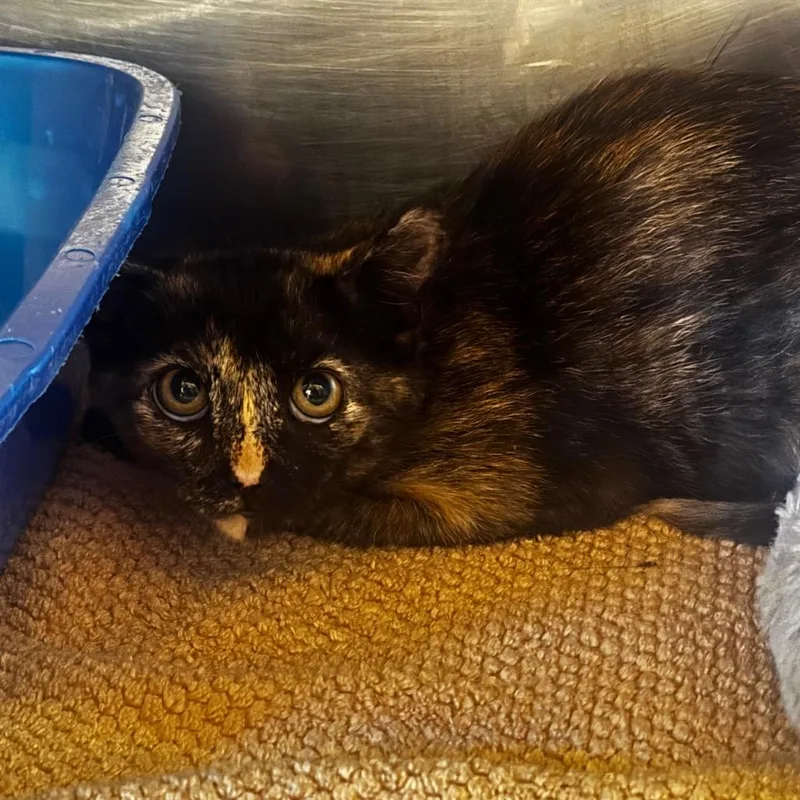 A young small-sized female Tortoiseshell Domestic Short Hair cat named Grace for adoption in Starkville, MS