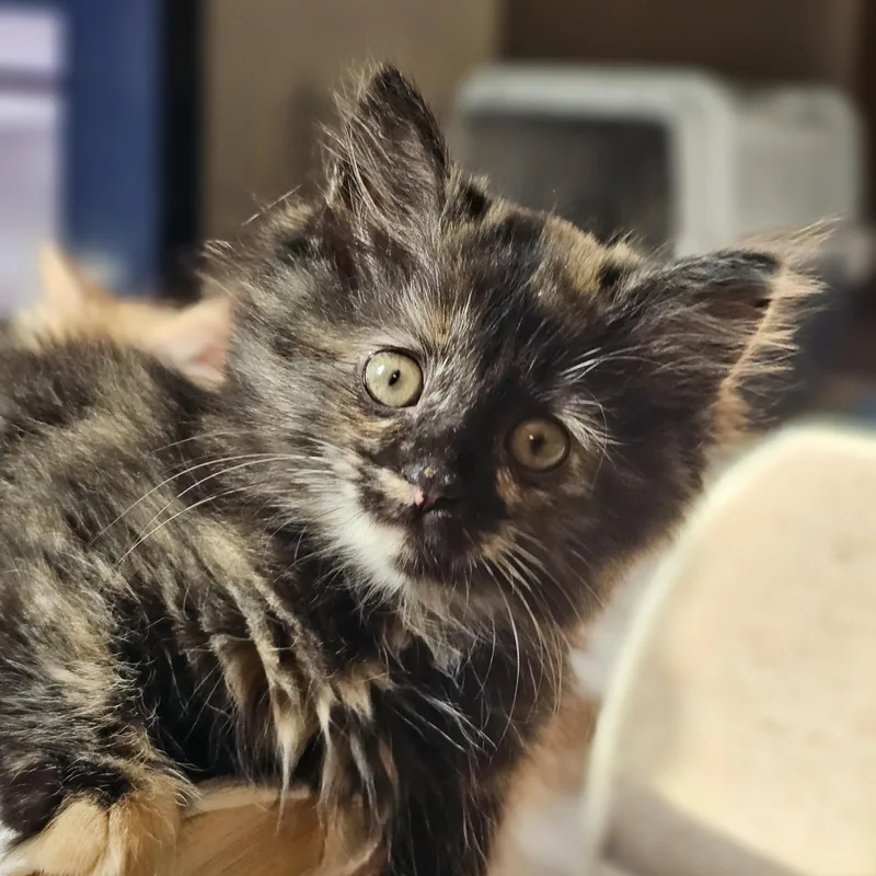 Boxie