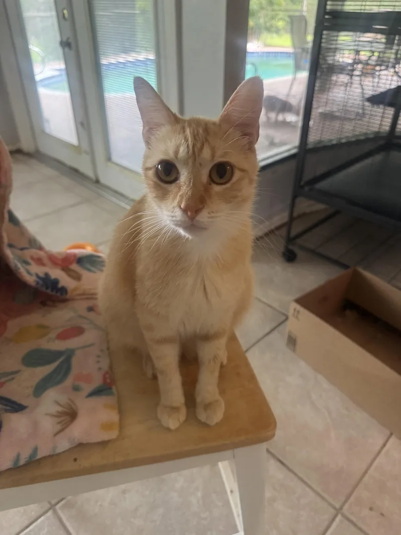 An adult medium-sized male Orange & White Domestic Short Hair cat named Clayton for adoption in Naples, FL
