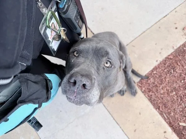 An adult extra large-sized male Mastiff dog named Awesome Sauce for adoption in San Diego, CA