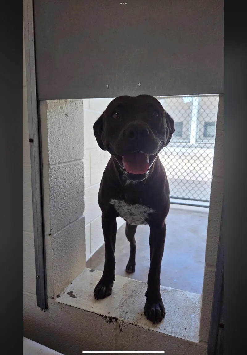 An adult medium-sized female Brown / Chocolate Pit Bull Terrier dog named Lorelei for adoption in Sherman, TX