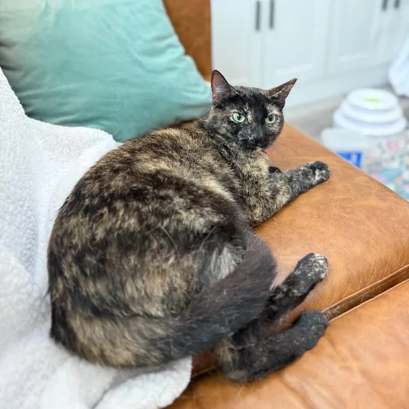 An adult medium-sized female Tortoiseshell cat named Marble Cake for adoption in Friendswood, TX