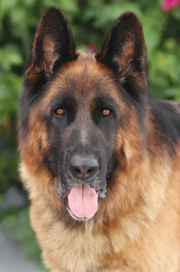 A young large-sized male Black German Shepherd Dog dog named Roman von Rodgau for adoption in Los Angeles, CA
