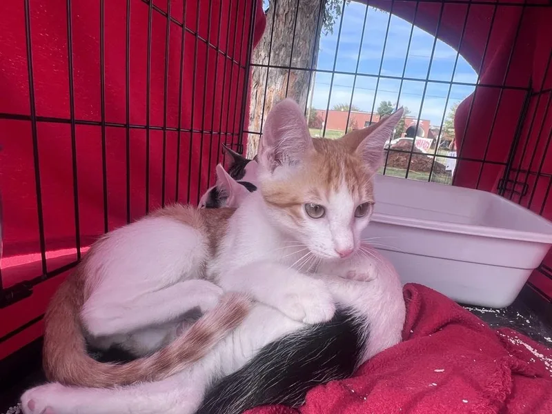 A baby small-sized male Domestic Short Hair cat named Xavier for adoption in Blanchard, OK