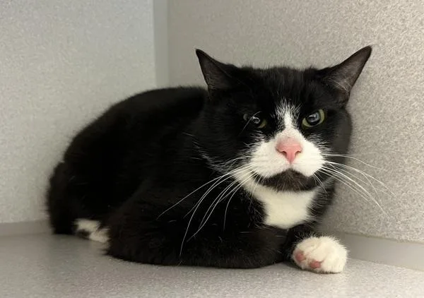 A young medium-sized male Domestic Short Hair cat named Tumble for adoption in Stratham, NH