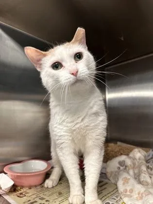 An adult medium-sized female Domestic Short Hair cat named Flames for adoption in Bridgewater, NJ