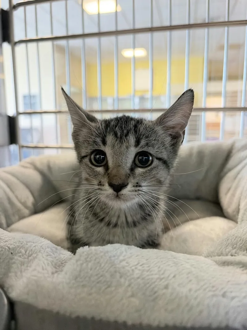 A baby small-sized female Domestic Short Hair cat named Ghost for adoption in Rockwall, TX