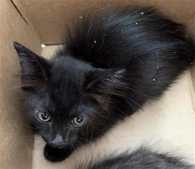 A baby medium-sized female Domestic Short Hair cat named Ramen for adoption in Dallas, TX
