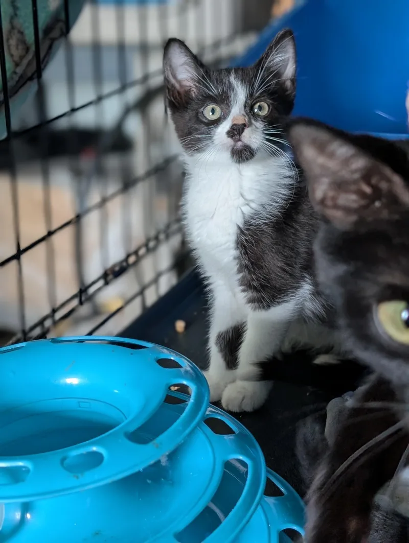 A baby medium-sized male Black & White / Tuxedo Domestic Short Hair cat named Beckey for adoption in Tilton, IL