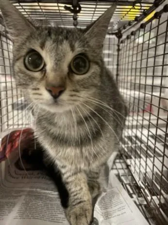 A young medium-sized female Domestic Short Hair cat named Katie for adoption in Van Nuys, CA