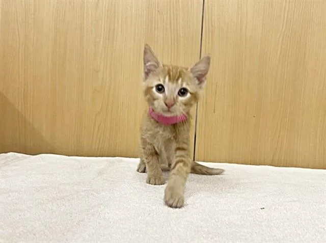A baby small-sized female Domestic Short Hair cat named Tigro for adoption in Saint Louis, MO