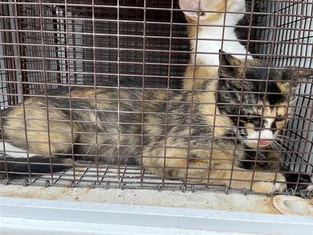 A young medium-sized female Domestic Short Hair cat named A for adoption in Houston, TX