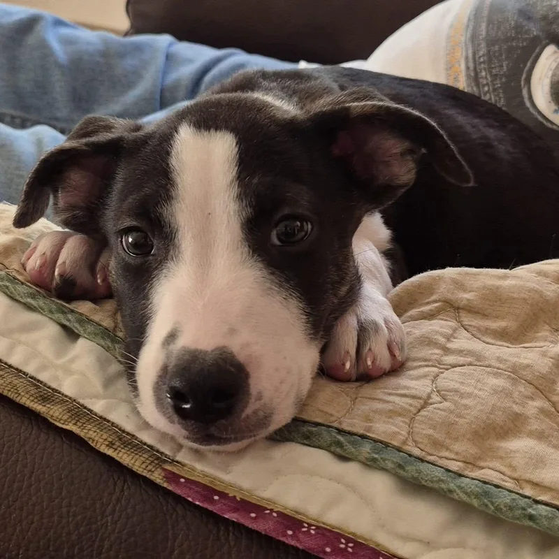 A young medium-sized male Mixed Breed dog named Rio Rancho for adoption in Racine, WI