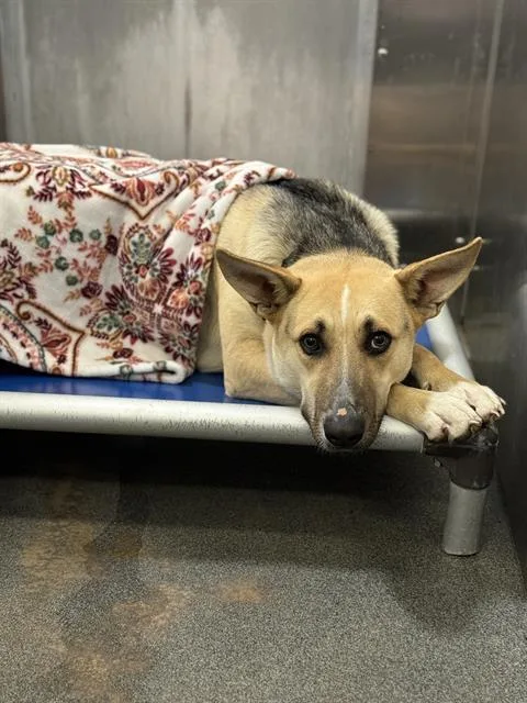 An adult large-sized female German Shepherd Dog dog named Abby for adoption in Dallas, TX