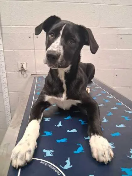 A baby small-sized female Mixed Breed dog named Nova for adoption in Sevierville, TN