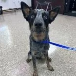 A young medium-sized male Australian Cattle Dog / Blue Heeler dog named Azul for adoption in Cibolo, TX