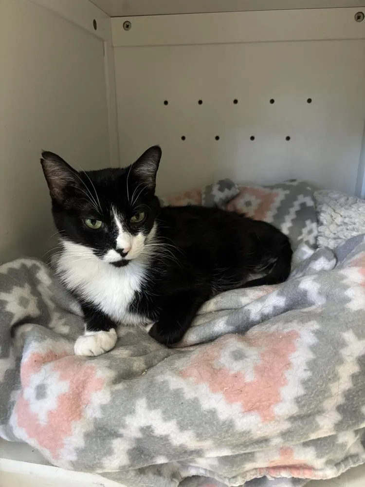 An adult medium-sized female Black & White / Tuxedo Domestic Short Hair cat named Posh for adoption in Kalamazoo, MI