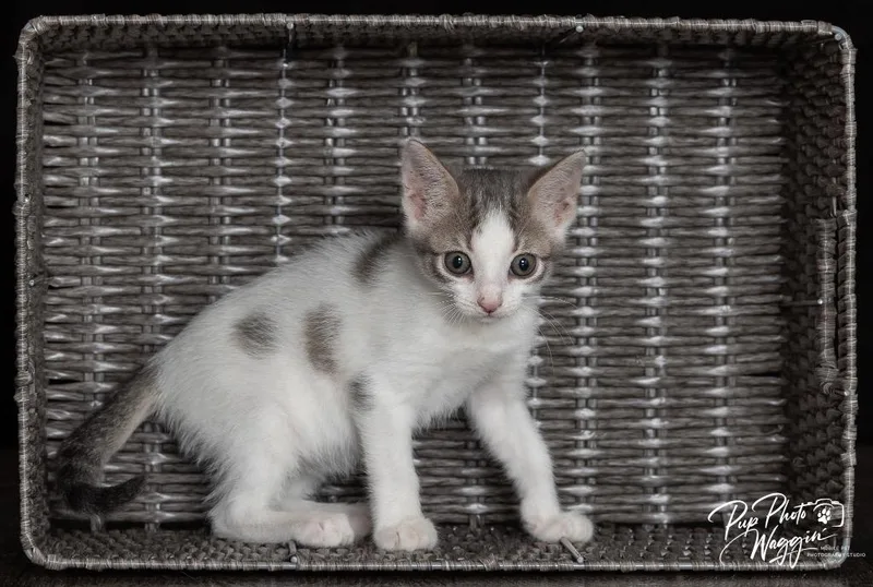 A baby small-sized female Domestic Short Hair cat named Mikey for adoption in Claremore, OK